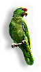 Parrot