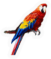 Parrot