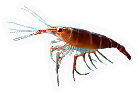 Crustacean