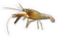 Crustacean
