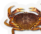 Crustacean