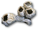 Crustacean