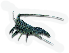 Crustacean