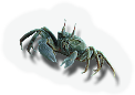 Crustacean