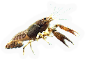 Crustacean