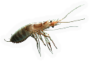 Crustacean