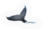 Whale