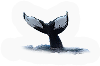 Whale