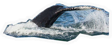 Whale