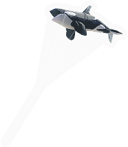 Whale