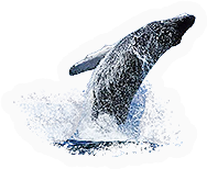 Whale