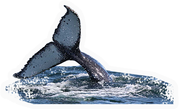 Whale