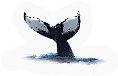 Whale