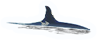 Whale