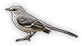 Mockingbird