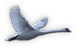 Swan