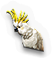 Cockatoo