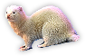 Ferret