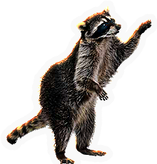 Raccoon