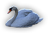 Swan