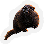 Beaver