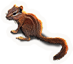 Chipmunk
