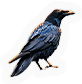Crow