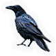Crow