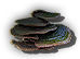 Fungi