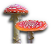Fungi