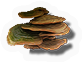 Fungi