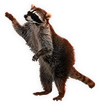 Raccoon