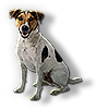 Jack Russell