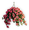 Hanging Basket