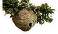 Beehive