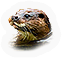 Otter