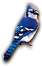 Bluejay