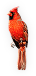 Cardinal
