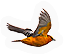 Oriole