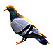 Pigeon
