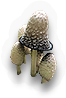 Fungi