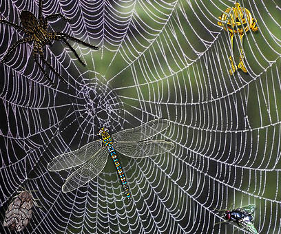 Composite image 5