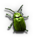 Beetle