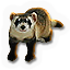 Ferret