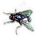Fly
