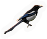 Magpie