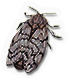 Moth