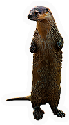 Otter
