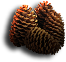 Pine Cones