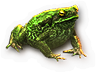 Toad